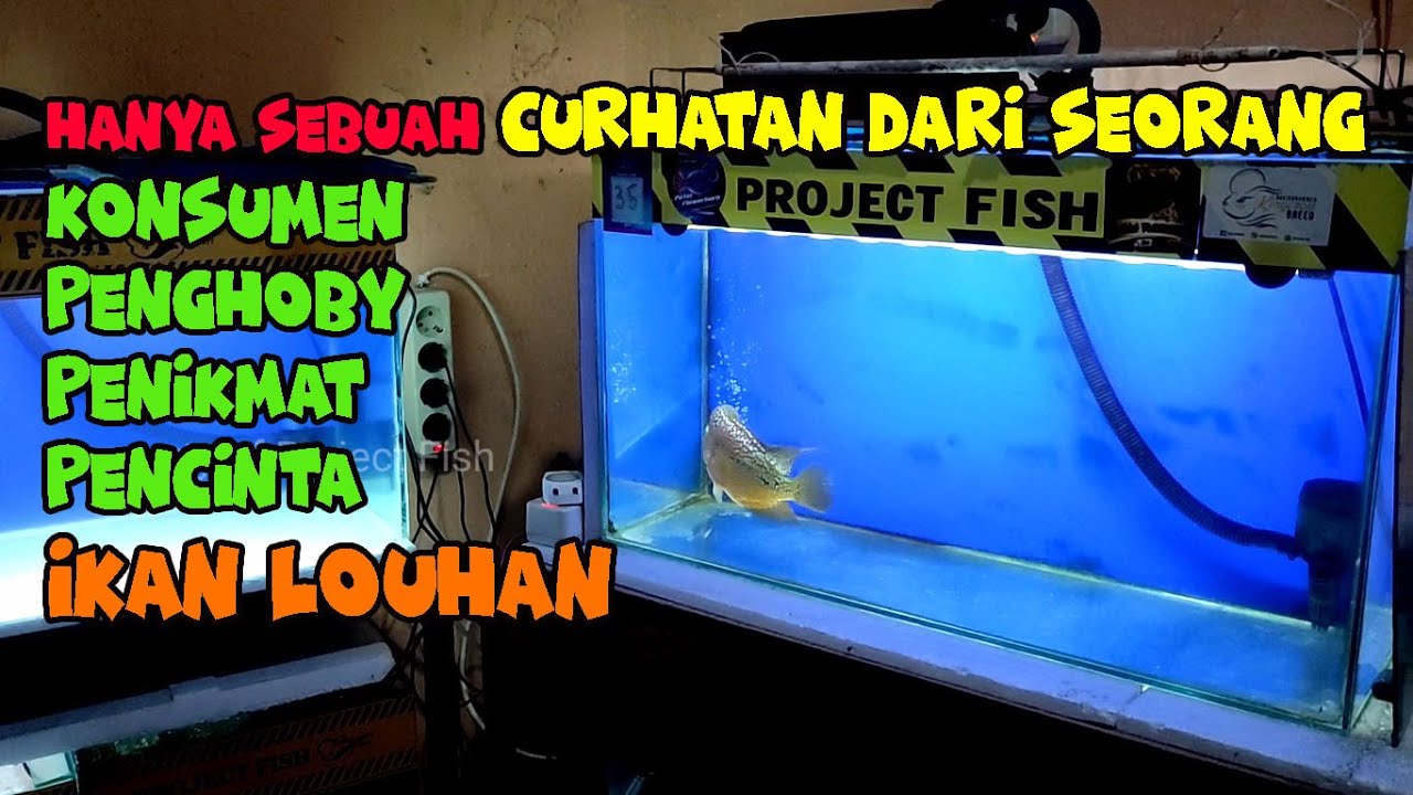 Progress ikan Louhan Pakai Pelet Hasilnya tetap Z0nk