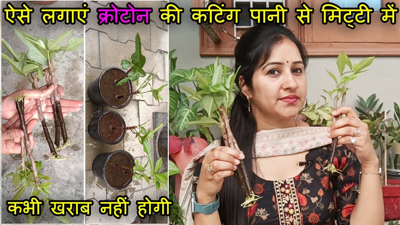 ऐसे लगाएं क्रोटोन की कटिंग पानी से मिट्टी में | Grow Croton Cuttings in Water