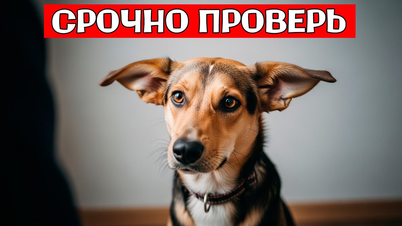 🐕 Почему Собака ТРЕТСЯ ПОПОЙ О Ковер,  и 13 Других СТРАННЫХ Привычек Питомца ОБЪЯСНЕНЫ
