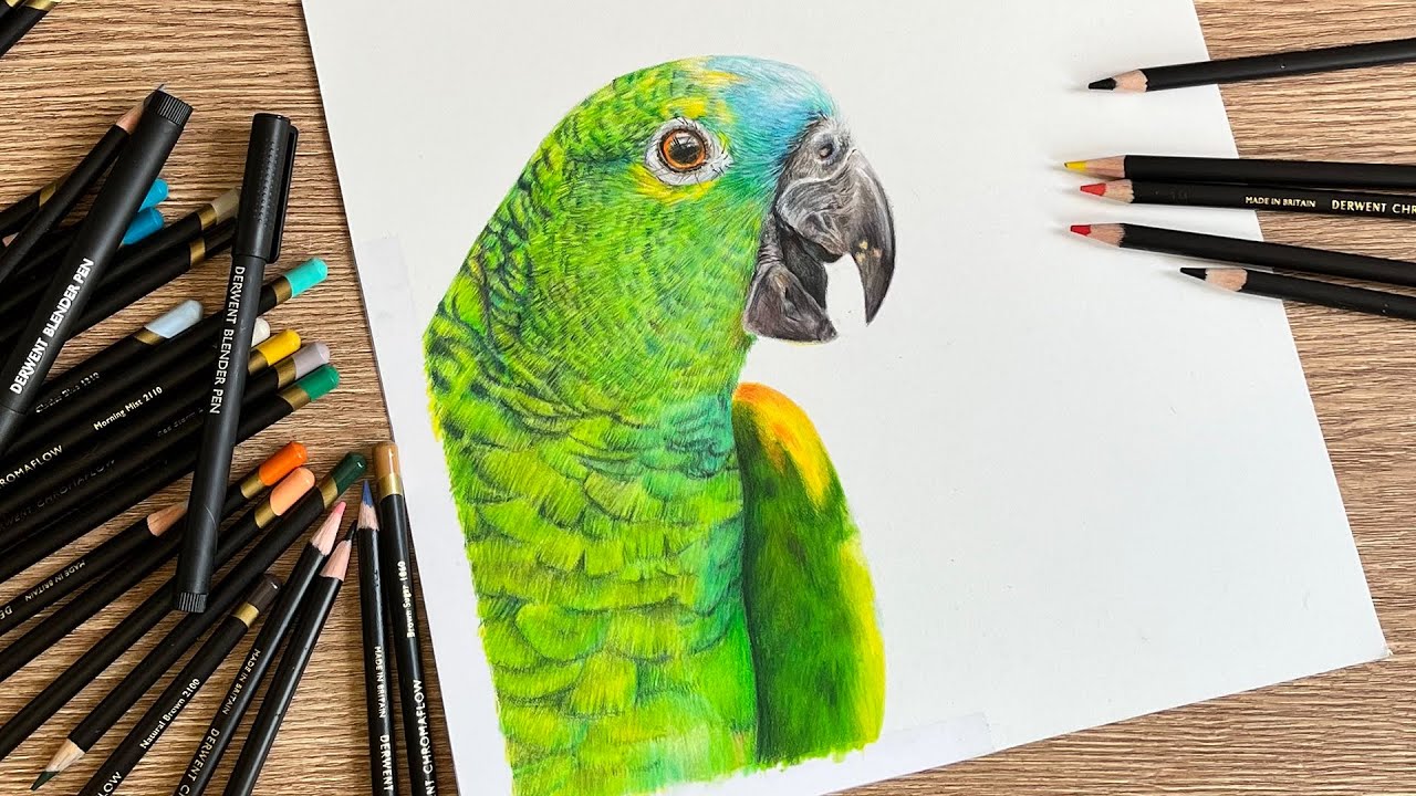 ✸ I drew a Green Bird with Derwent Chromaflow Pencils