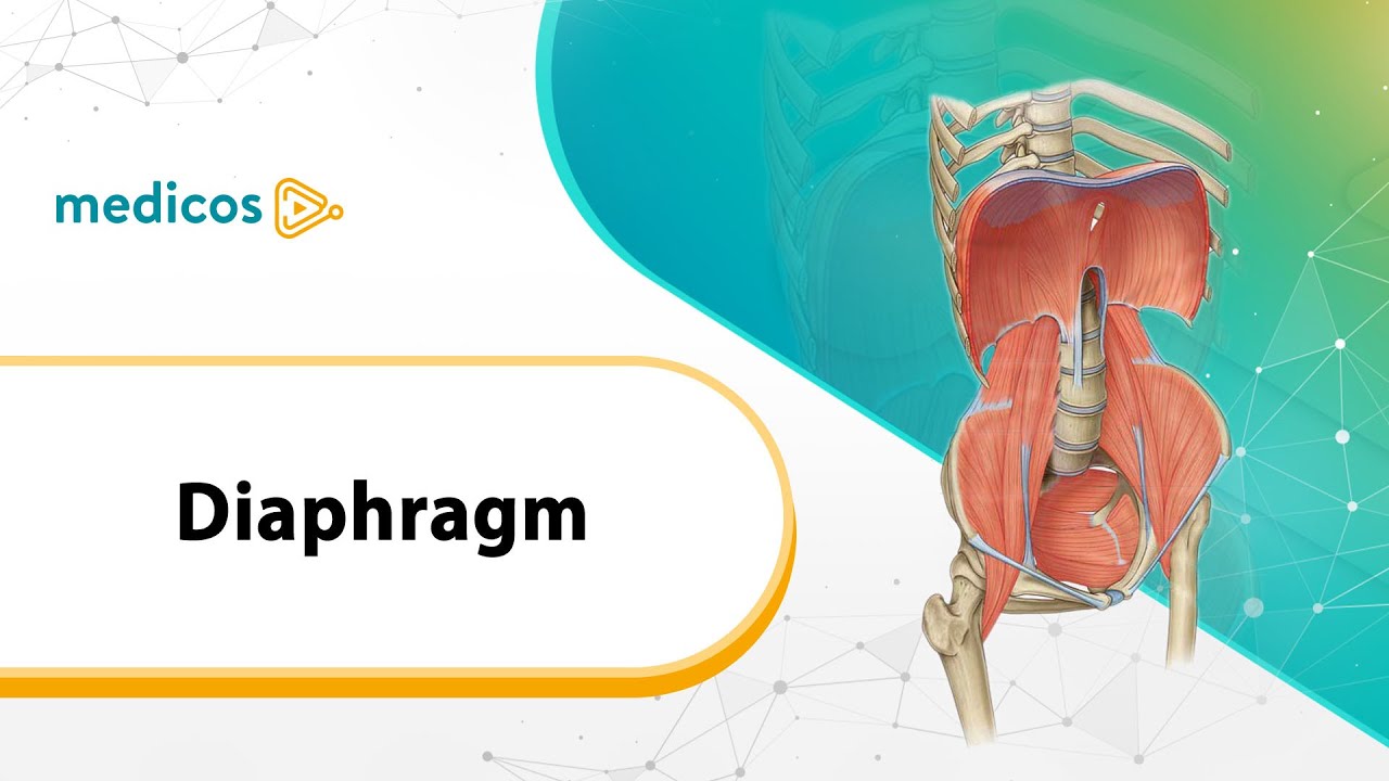 OPENINGS OF DIAPHRAGMS