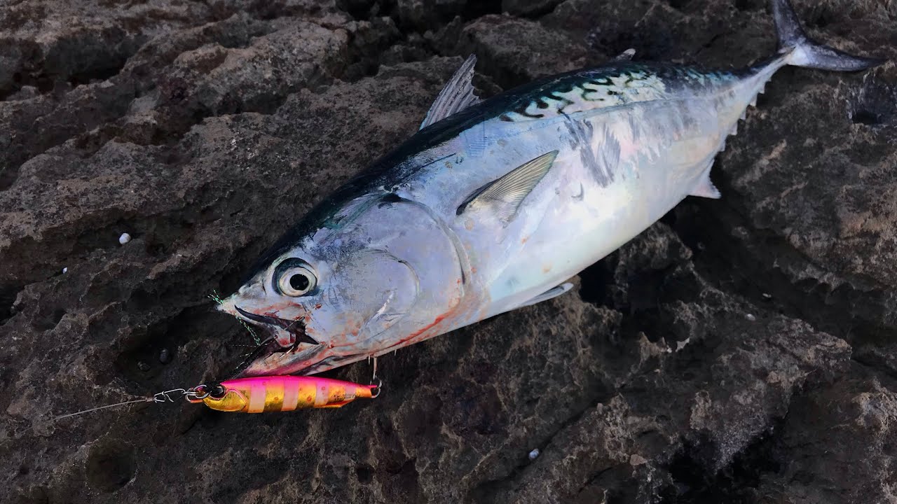 OMG! Tuna steal my fish! + Little tunny and amberjack