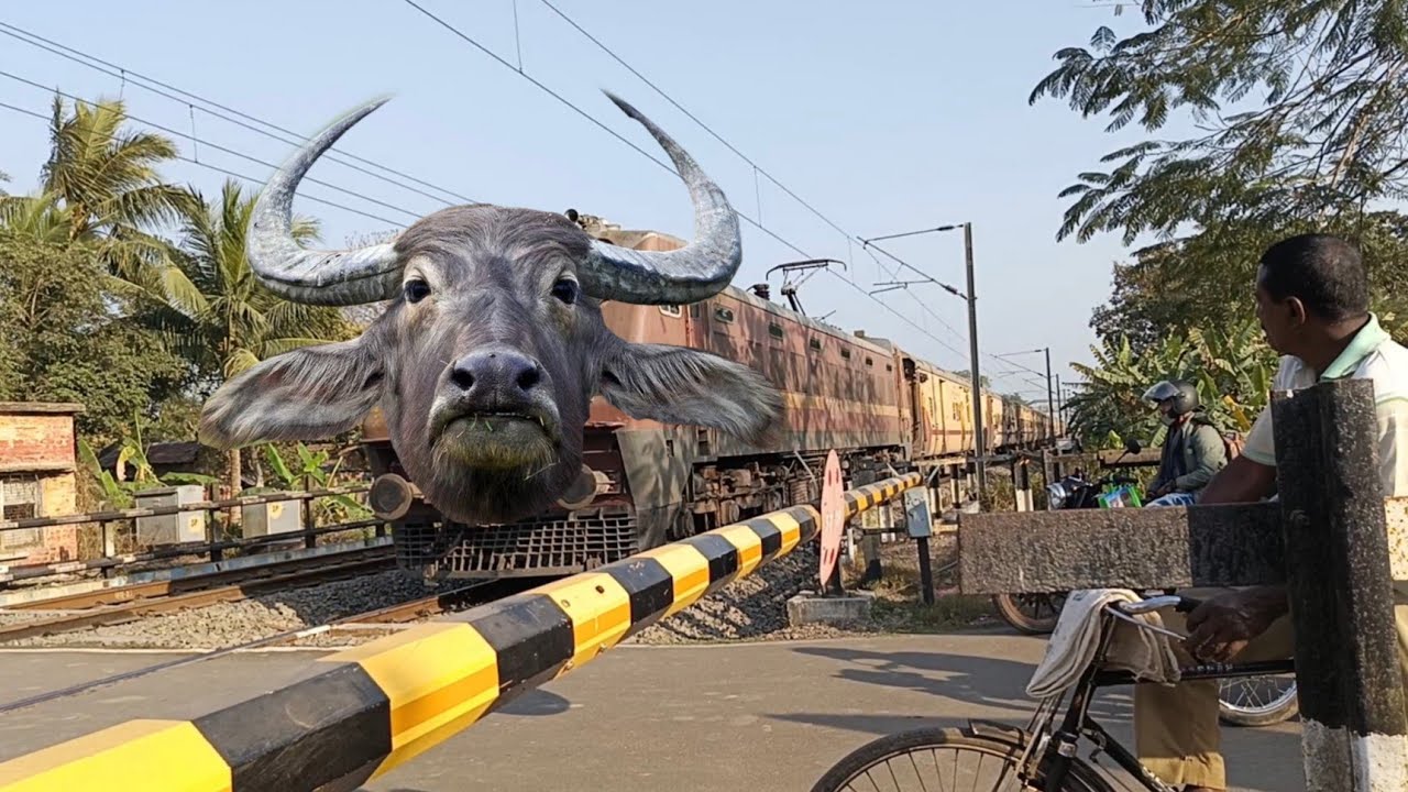 Dangerous Buffalo Headed Malda Town Intercity Express Furiously Moving Throughout At Railgate..