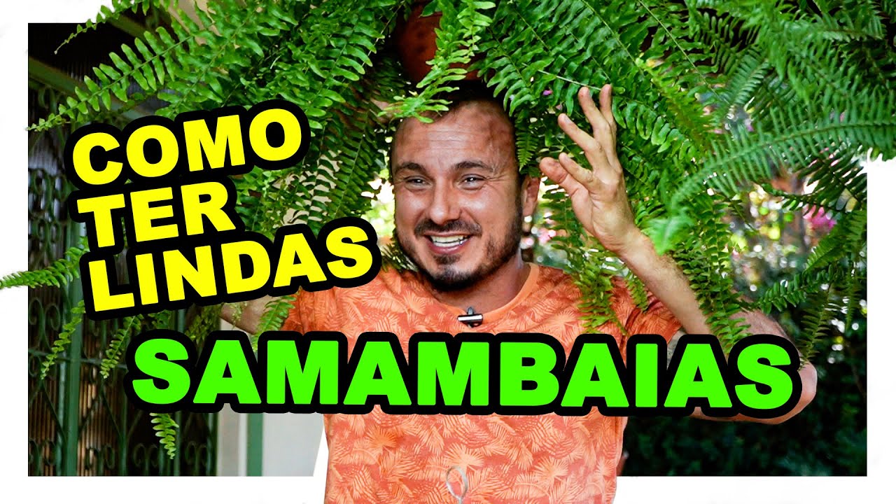 COMO TER LINDAS SAMAMBAIAS
