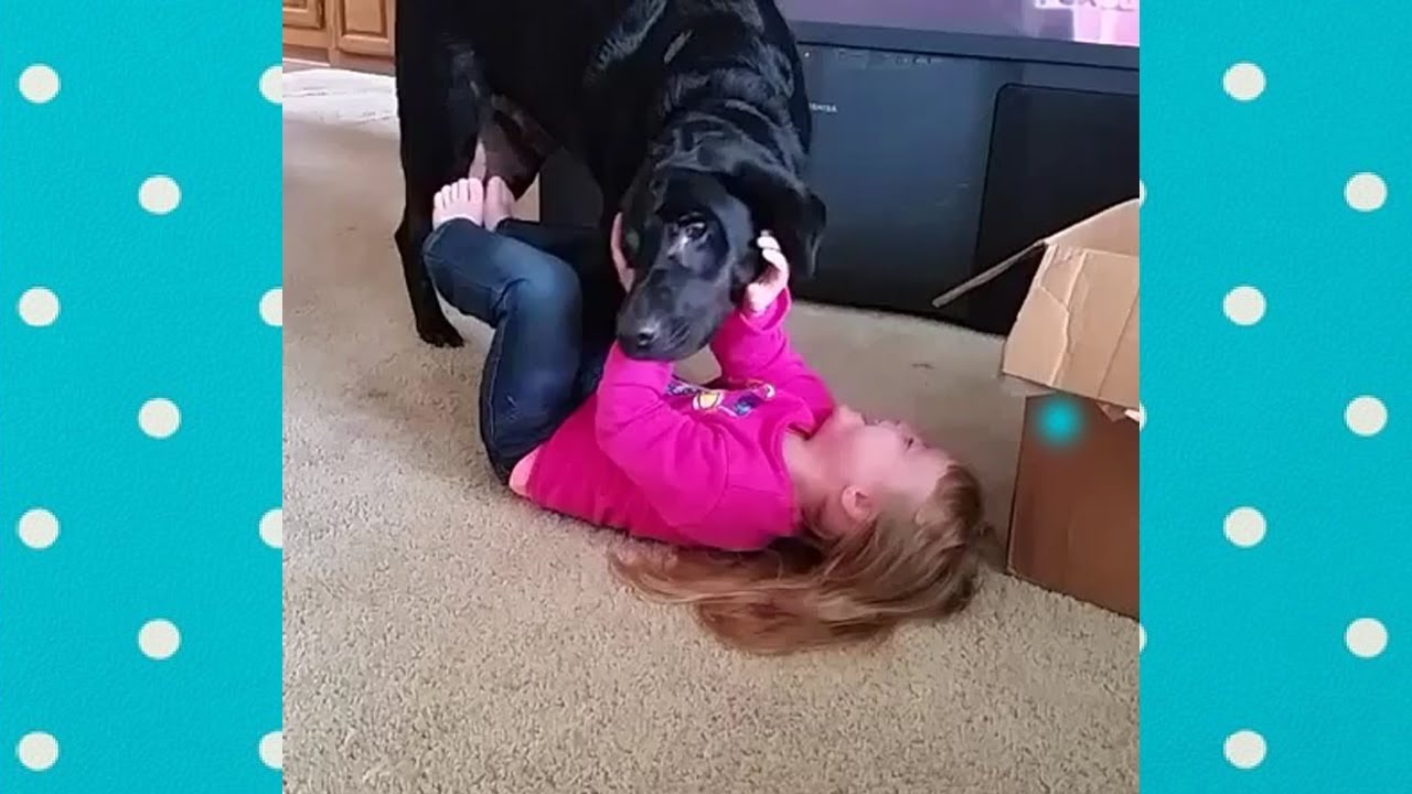 Try Not To Laugh: Funny Dogs Tickles Babies | Funny Everyday