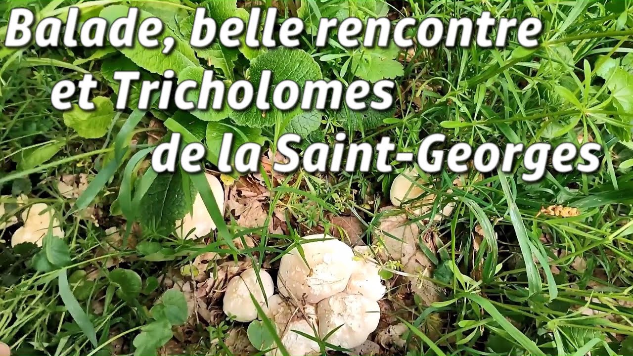 Balade prospective, belle rencontre et tricholomes de la saint Georges