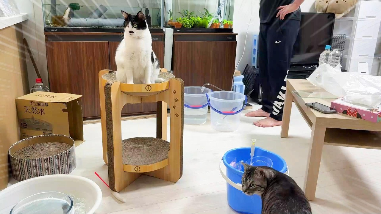 飼い主が水槽のお手入れをしてる間の猫達の様子がこちら