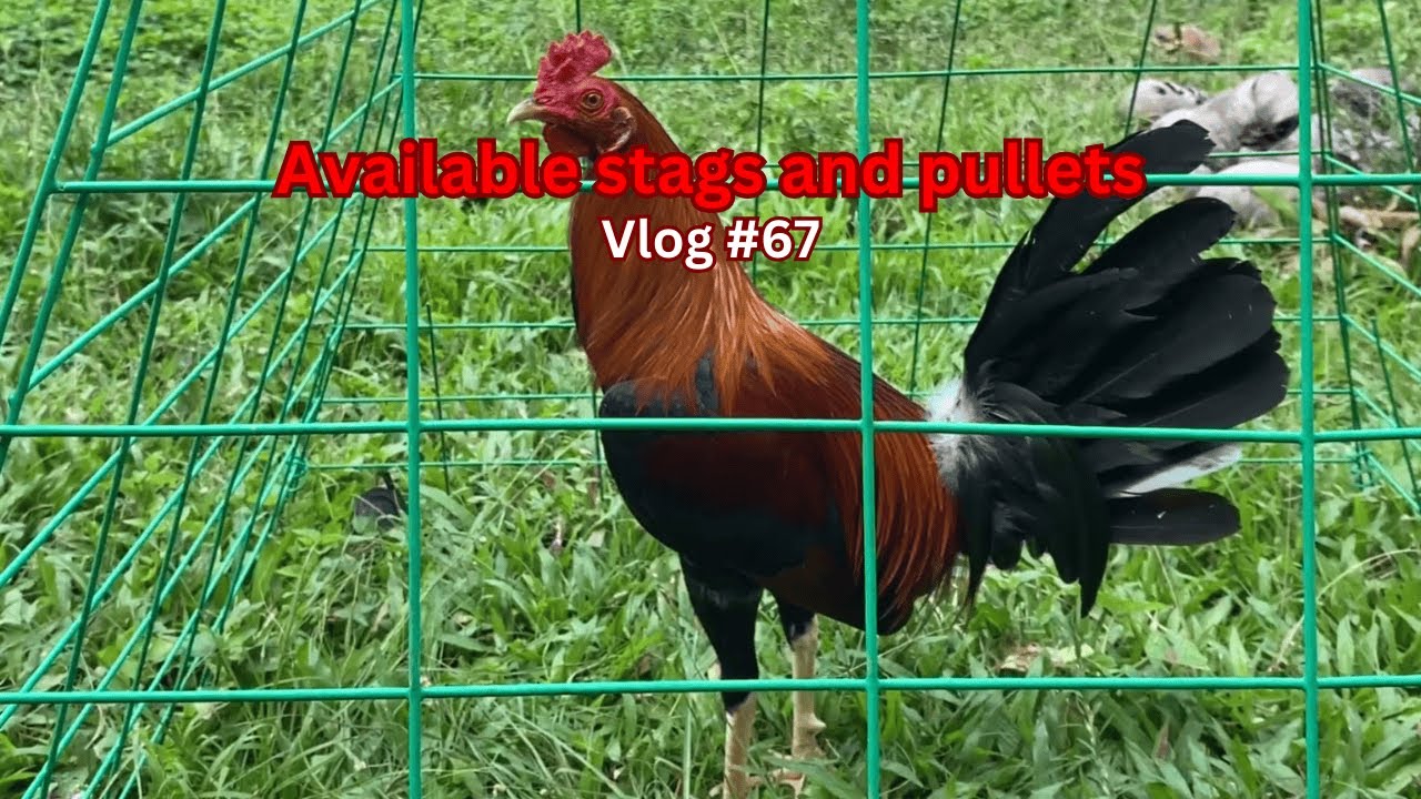 Available stags and pullets | Vlog #67