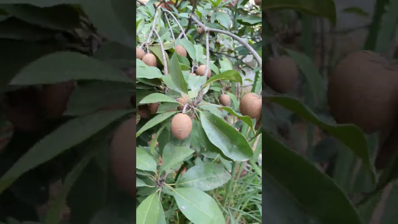 supporta of our plant.....#different #nature #greenary #supporta #fruit 😊