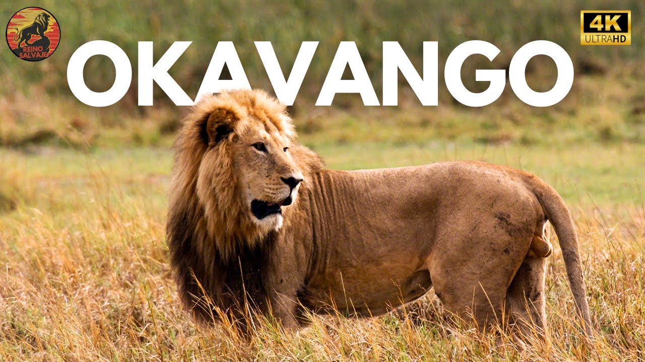 DELTA DEL OKAVANGO - Supervivencia Extrema en el Kalahari | Documental Animal