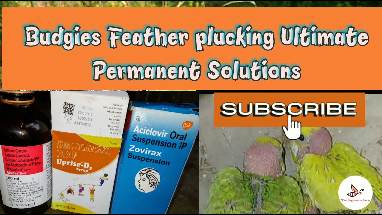 Australian parrot/Budgies feather plucking/falling problem/-permanent solution & treatment procedure
