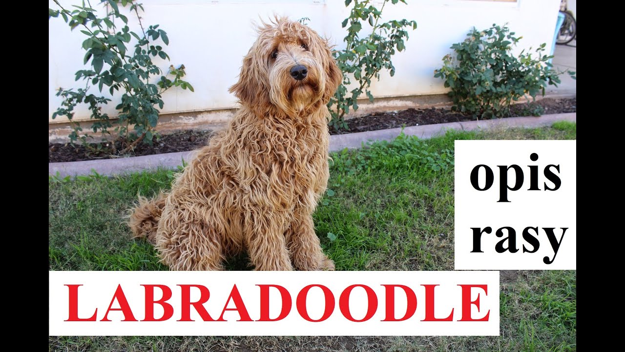 LABRADOODLE - OPIS RASY, charakter, zdrowie, historia, wady i zalety
