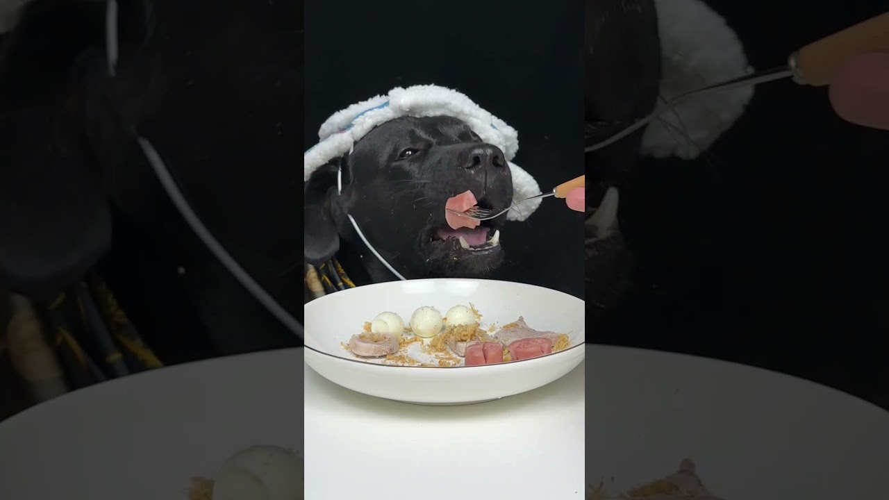 Hunger Sent a Formal Reminder. Labrador. Cute Pet Debut Plan