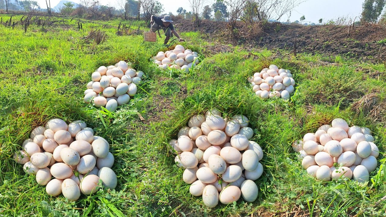 Wow Wow unique amazing! Picking eggs in the meadow, picking lots of eggs