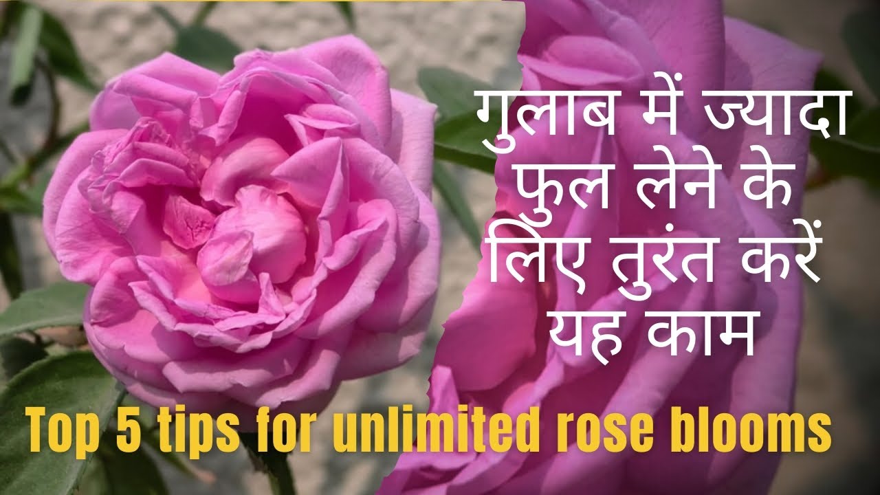 Top 5 Tips For Unlimited Rose Blooms / गुलाब में ज्यादा फूल लेने की धमाकेदार टिप्स #rose#gardening