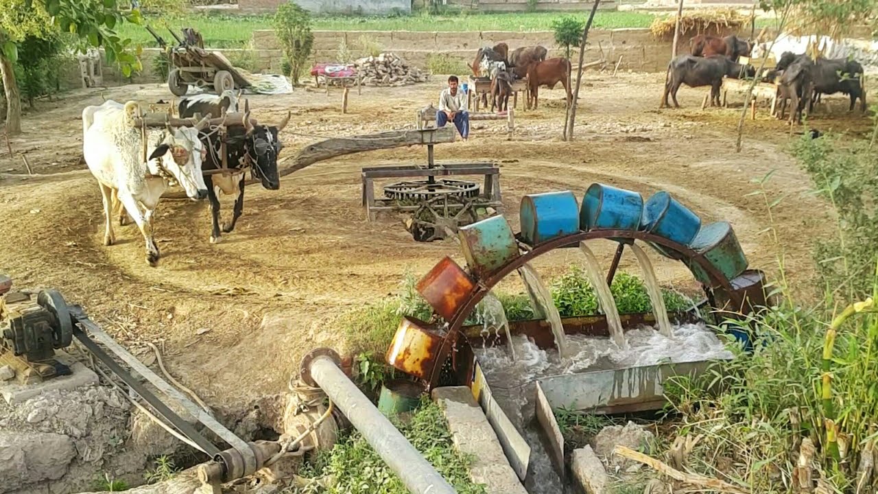 Old Rahat Water Irrigation System | Traditional Rehat | Bull Powered Irrigation Technology
