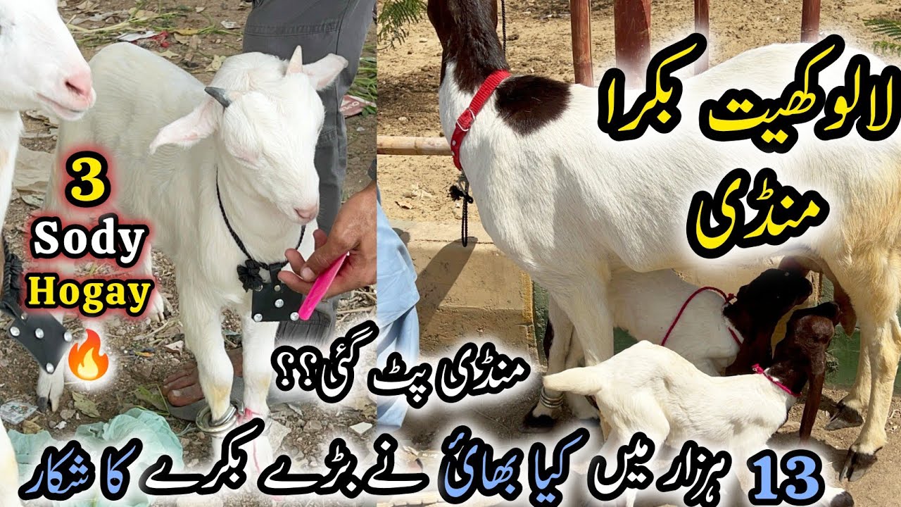 Lalukhet Bakra Mandi Latest Rate Update |9 March 2025 | Ramzan Offer Dedi | Bakra Mandi Karachi …