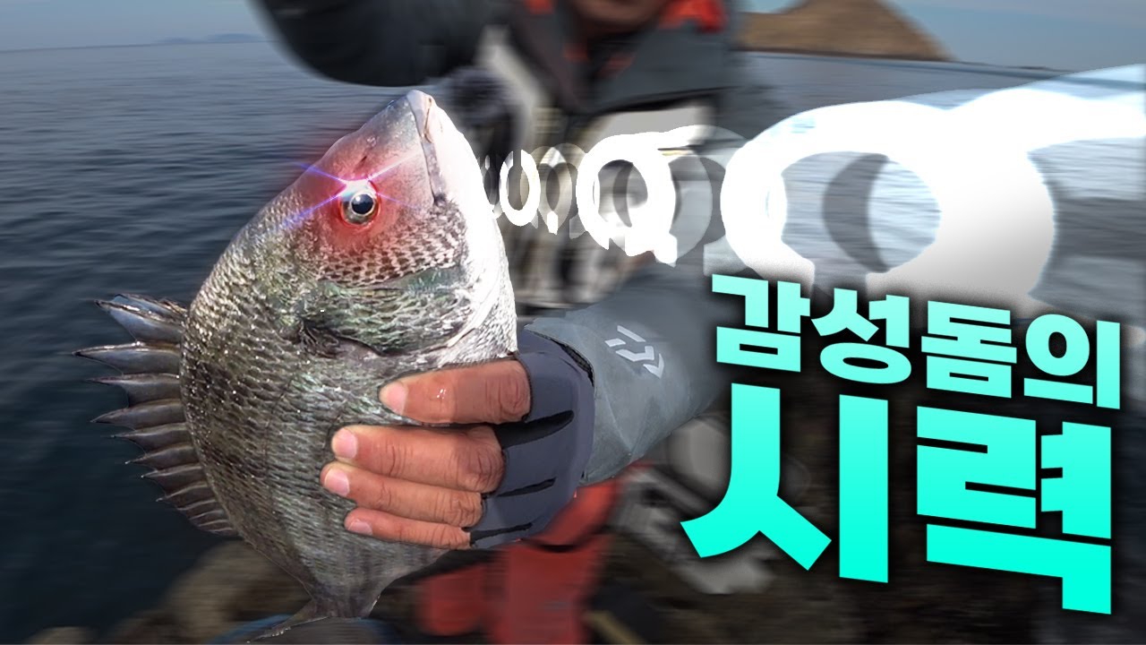 감성돔의 눈 ... 태도 홍합여에서 '동체시력'의 비밀을 밝히다!