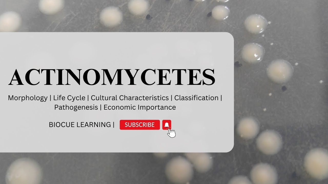 Actinomycetes
