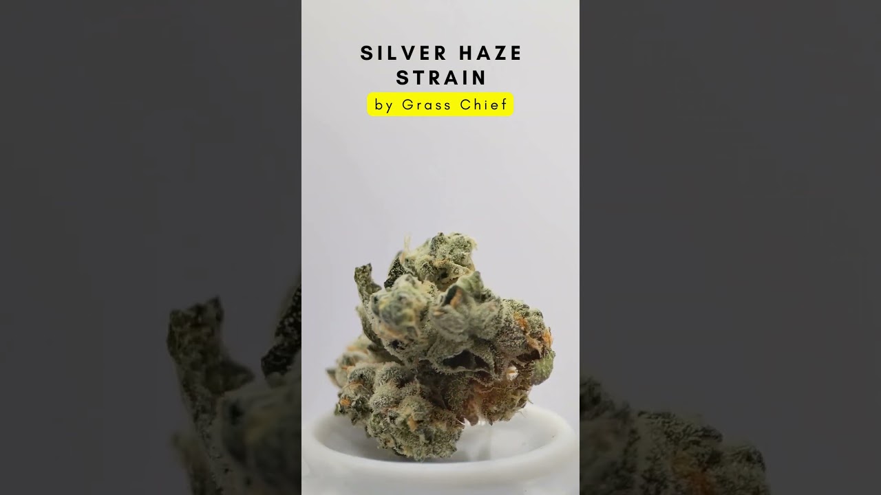Silver Haze Strain by Grass Chief