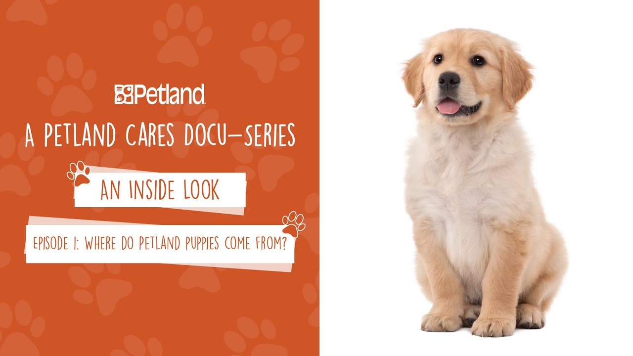Petland — Взгляд изнутри — Мини-документальный сериал. Эпизод 1: Откуда берутся щенки Petland? (2...