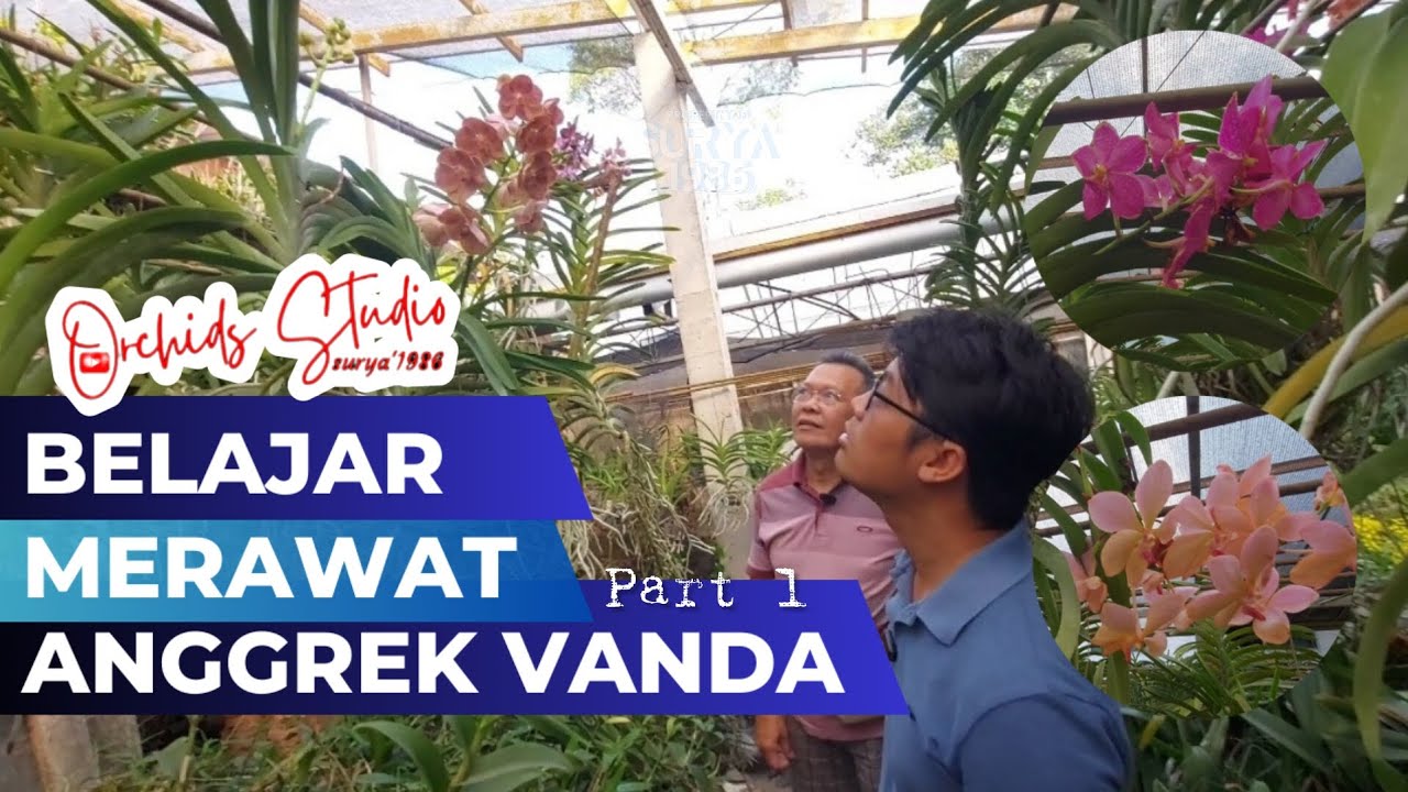 Cara Merawat Anggrek Vanda [ part 1 ]