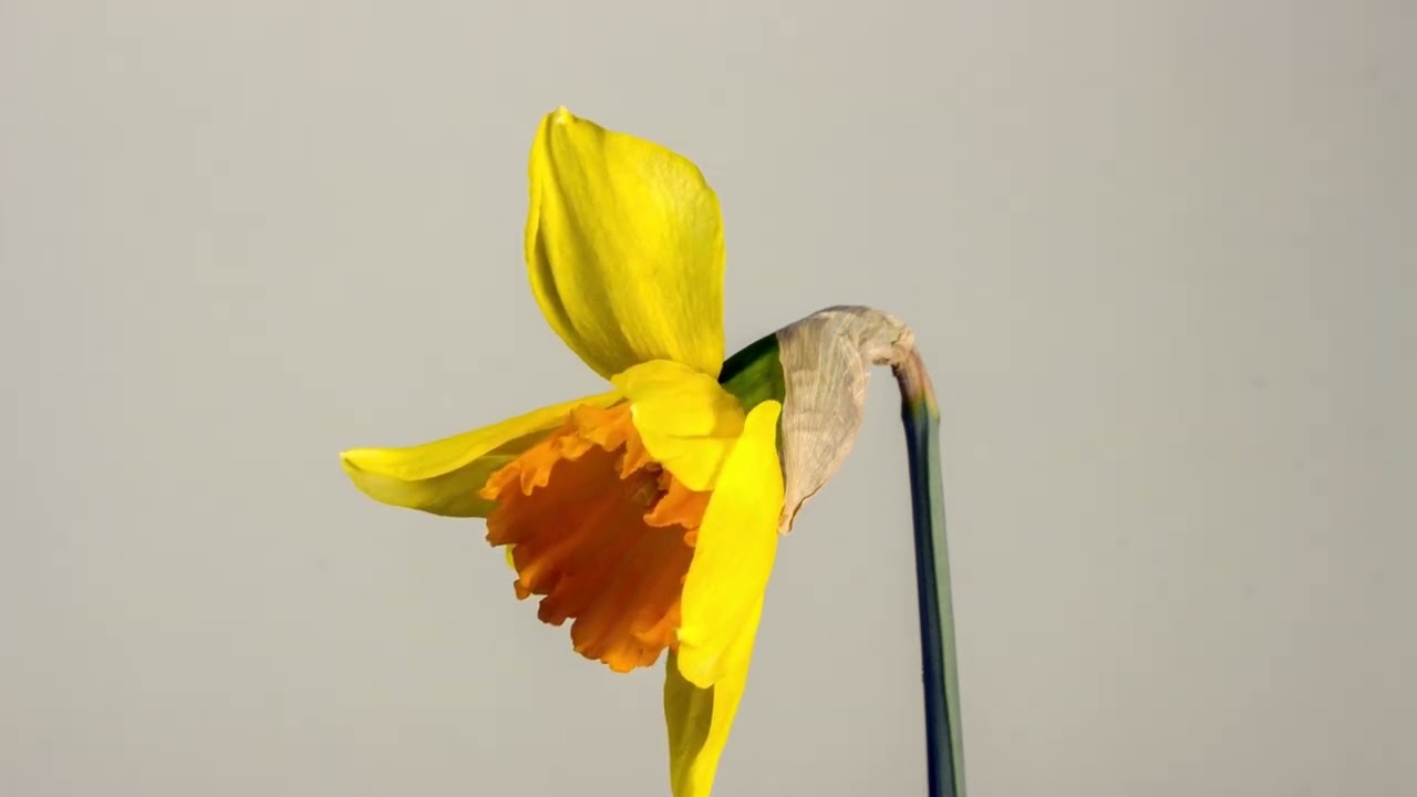 Nature | Tree flowers | Spring | HD Video |