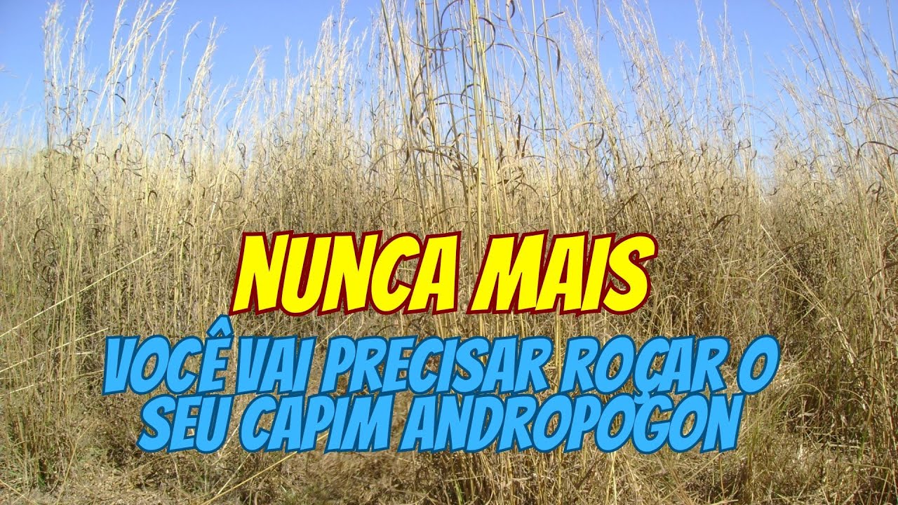 Como manejar o capim Andropogon - MANEJO DE PASTAGEM