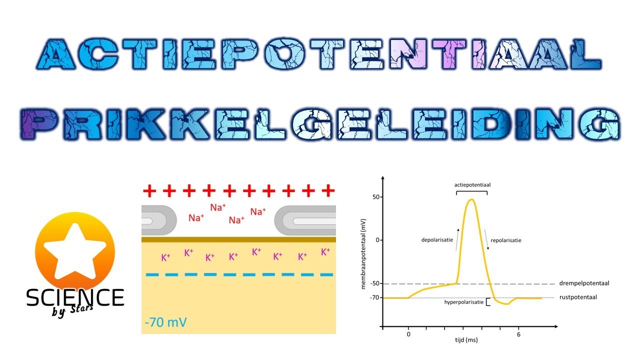 Actiepotentiaal en prikkelgeleiding