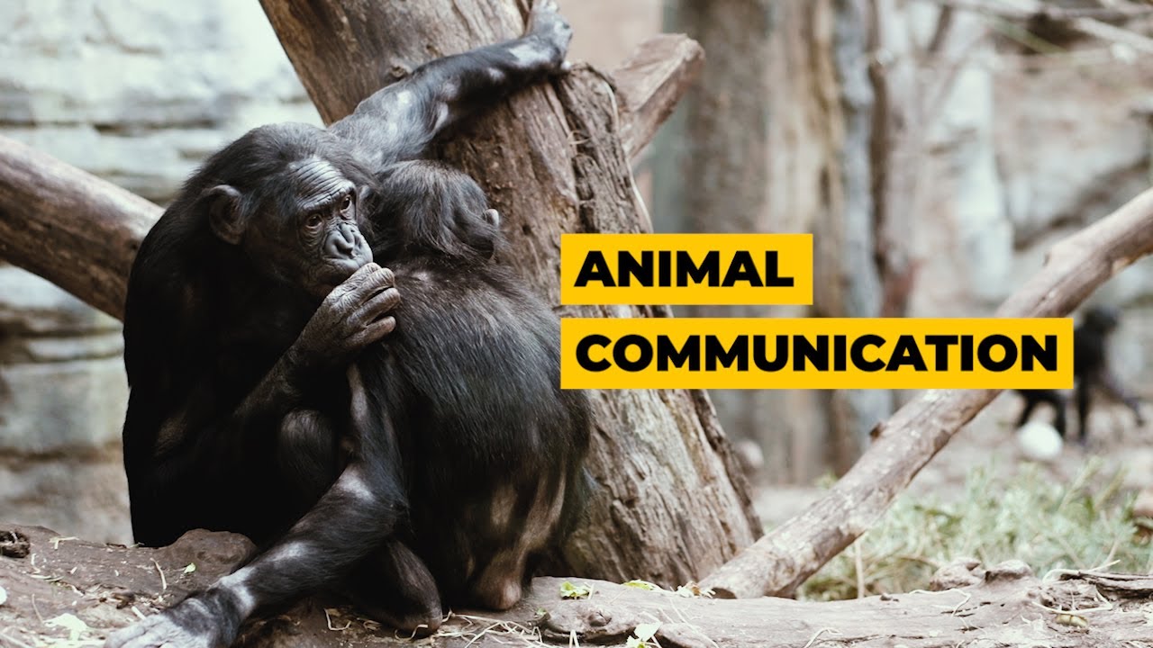 Understanding animal communication │ 5-Minute Science You Never Knew with Kirsty Graham