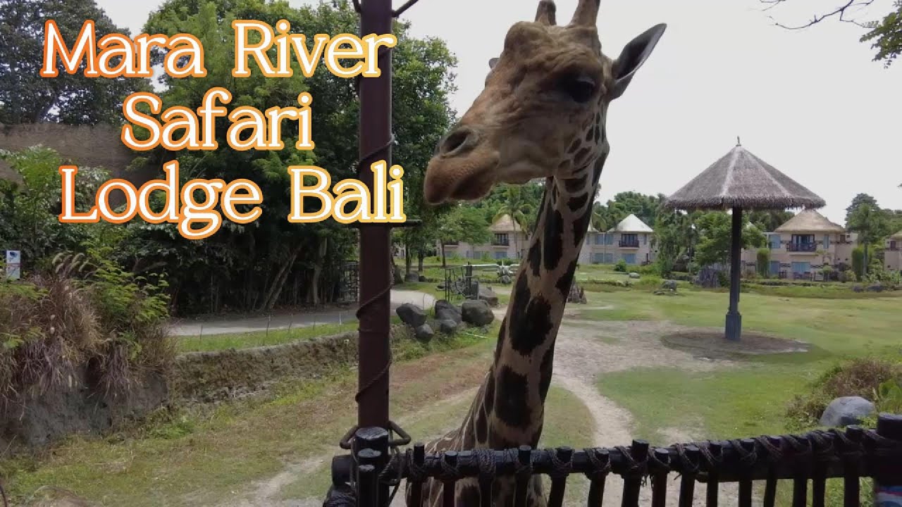 Сафари отель на Бали. Mara River Safari Lodge Bali