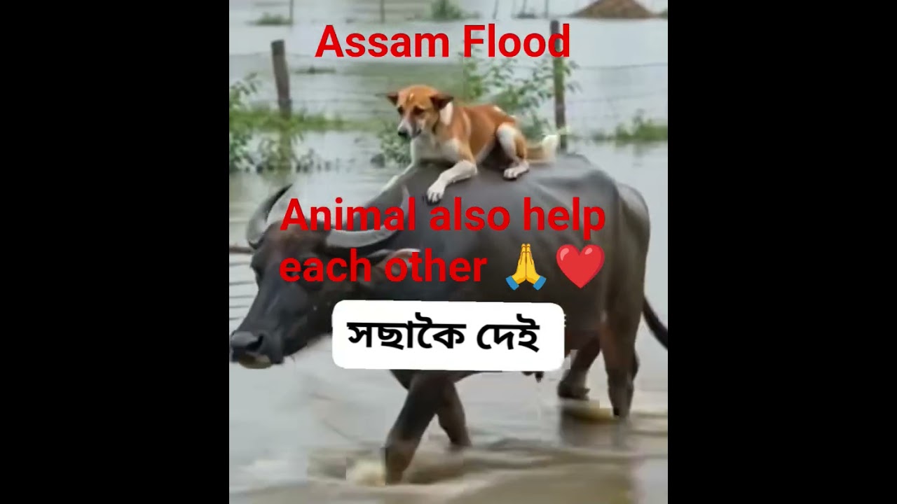 #assam #flood 2026 / #animal also #help each other