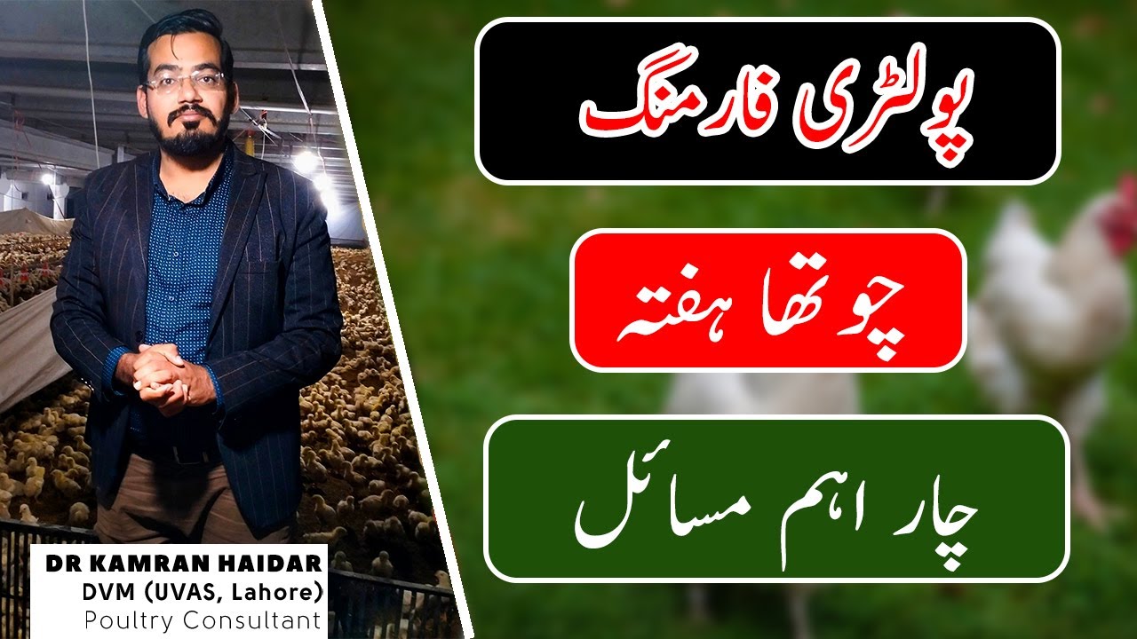 4th WEEK & 04 CRITICAL ISSUES in Chicken/Layer Farming | Things You Need to Know as Farmer