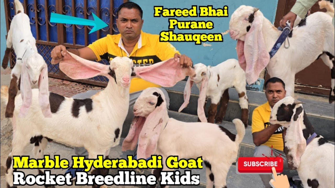 Quality Main Hyderabadi Bakriya| Marble Breedline Hyderabadi Goat's Kids | Fareed Bhai| Tolichowki