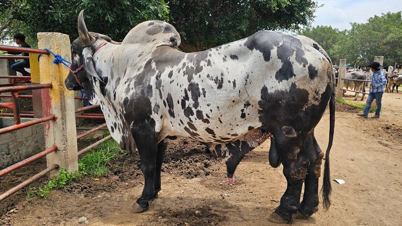 Los mejores Toros Vacas Becerros Sementales  en el tianguis ganadero mas grande del sur de mexico