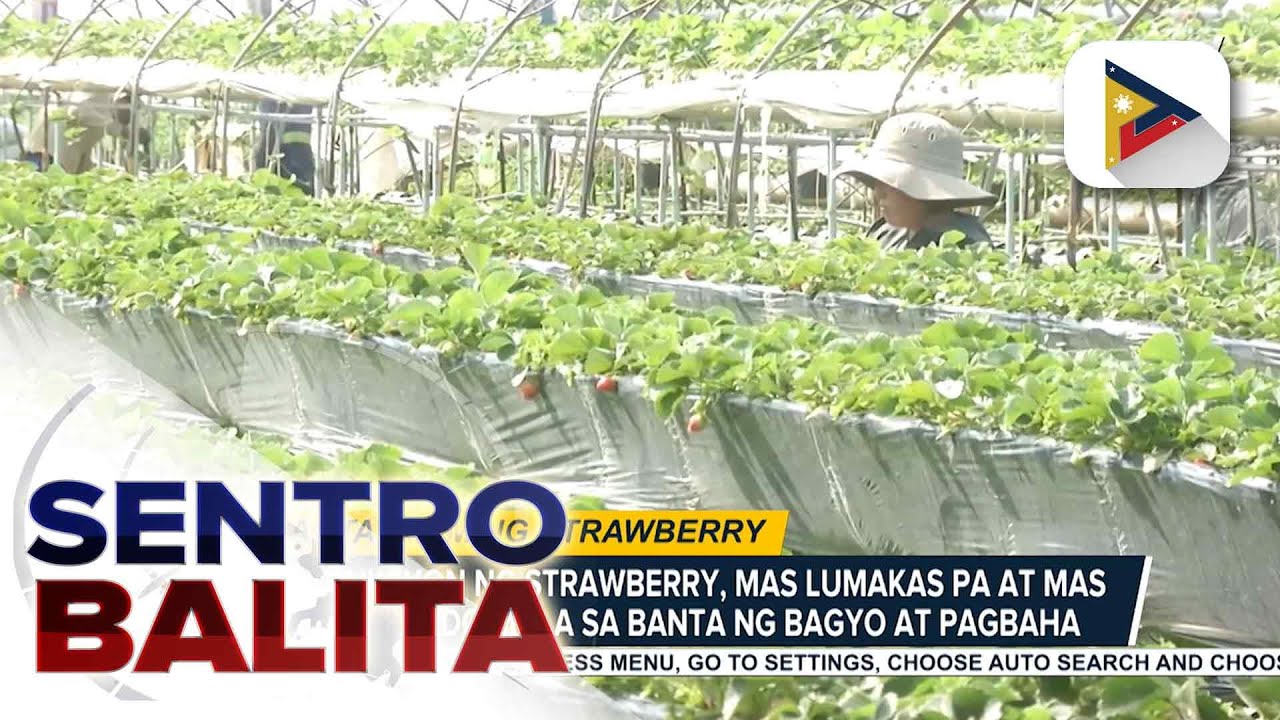 Strawberry farms sa La Trinidad, Benguet, elevated planting na ang ginagawa para iwas-perwisyo...