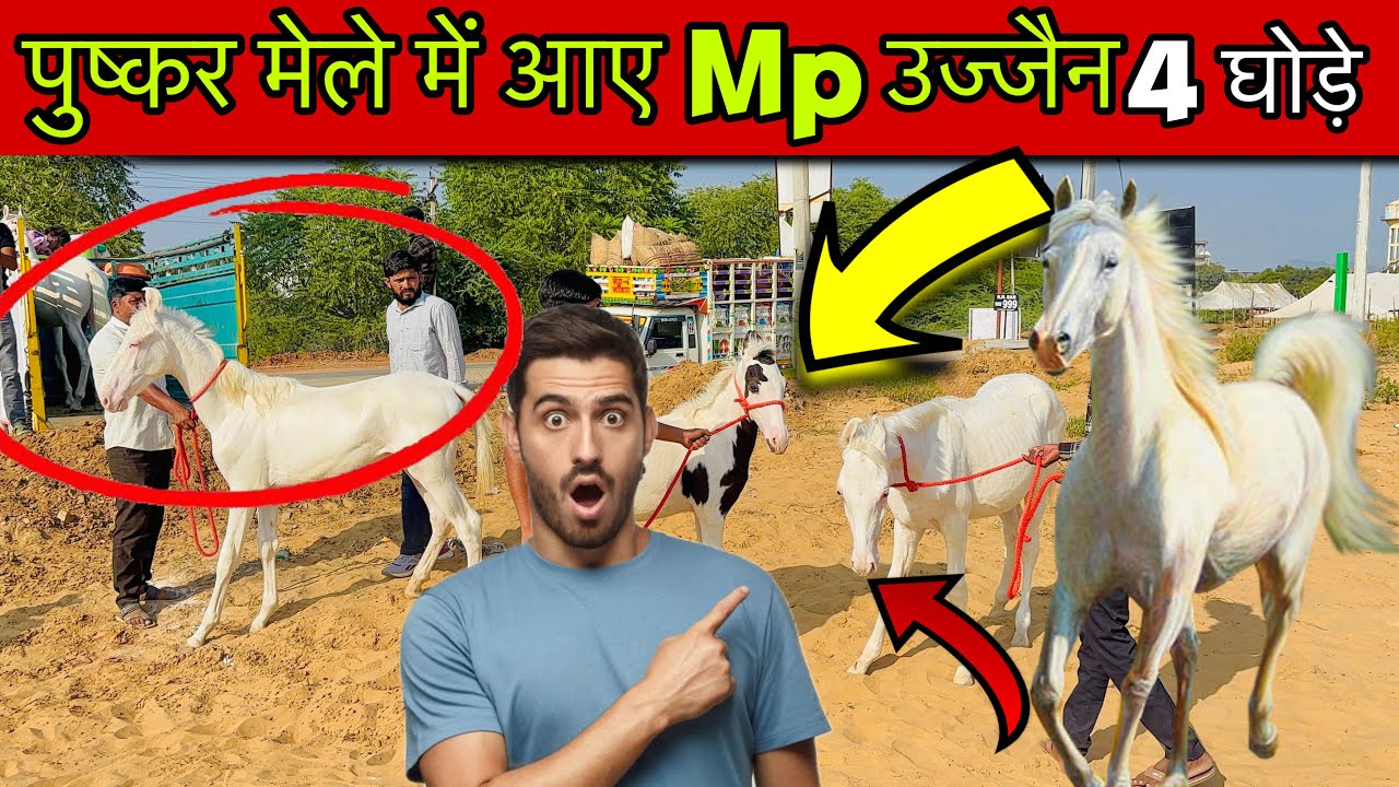 पुष्कर मेले में आए Mp उज्जैन से 4 घोड़ी के बच्चे | white gold horse | Pushkar Mela 2025 live update