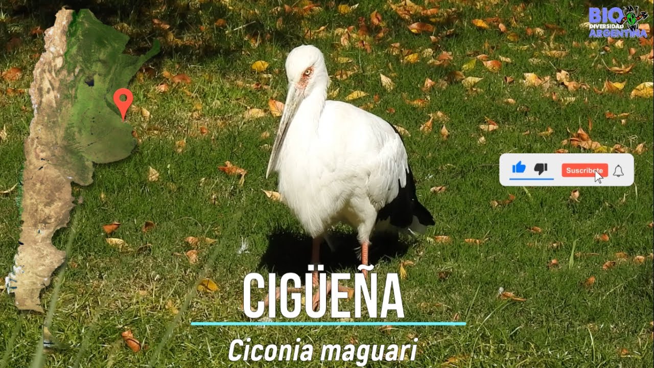 CIG&Uuml;E&Ntilde;A - MAGUARI STORK - Ciconia maguari #birds #bird #stork