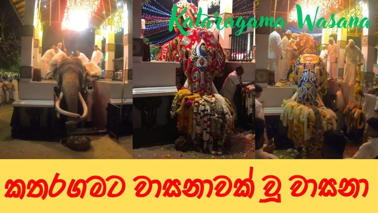 🐘වාසනා පෙරහැර සදහා හැඩවෙන අපූරුව🐘 කතරගමට වාසනාවක් වූ වාසනා🐘#kataragama #wasana