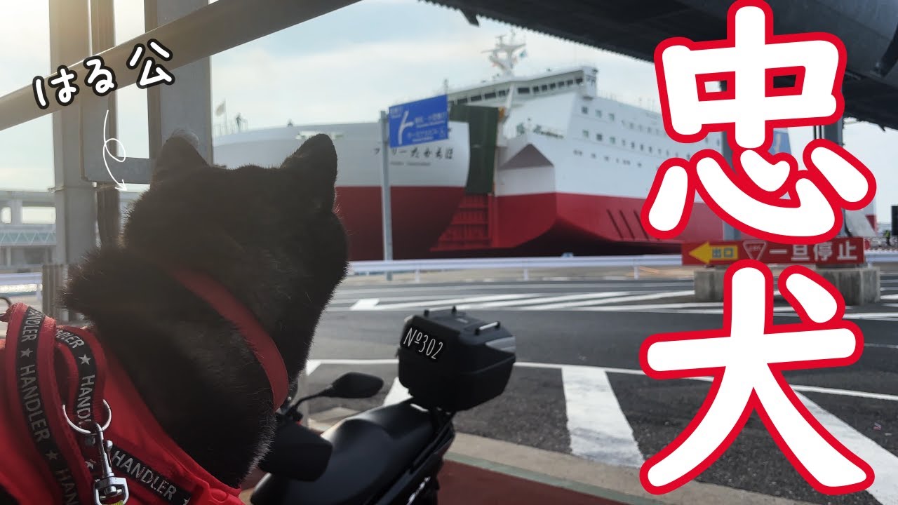 【忠犬】4か月ぶりに帰省するお姉ちゃんがフェリーから出て来るのを健気に待つ柴犬（№302）