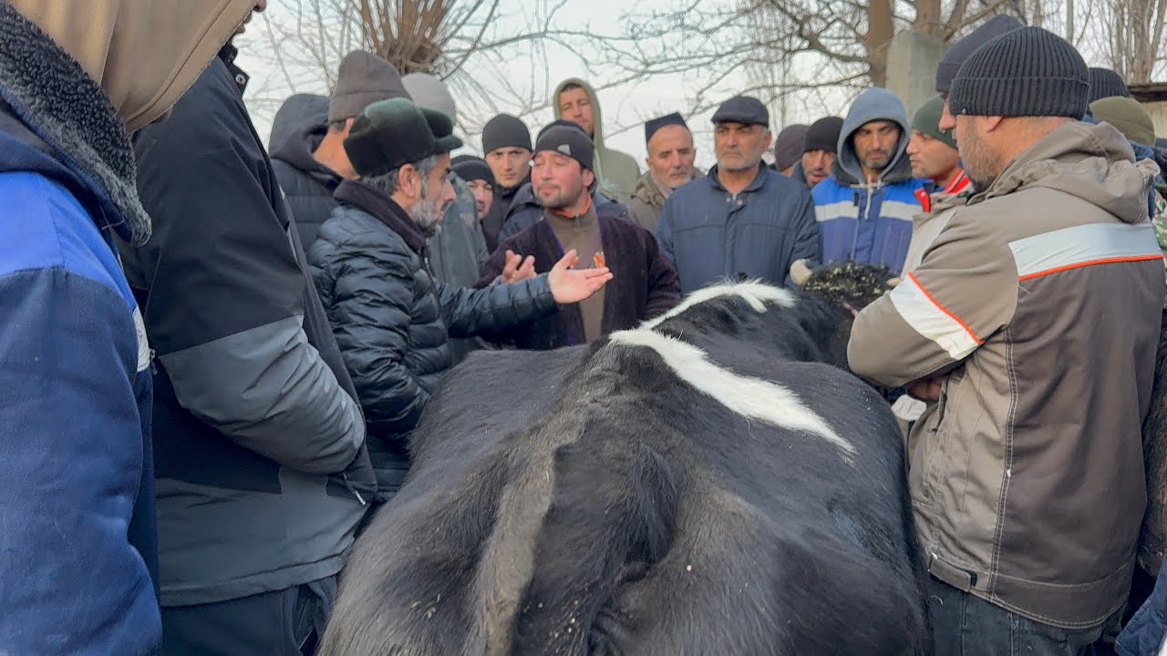 МОЛБОЗОРИ мастчох 1кум учаска нарх Кимат имруз дар бозор 