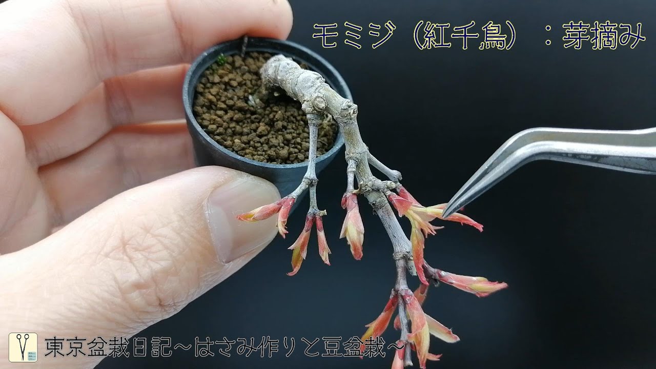 モミジ（紅千鳥） Japanese Maple：芽摘み