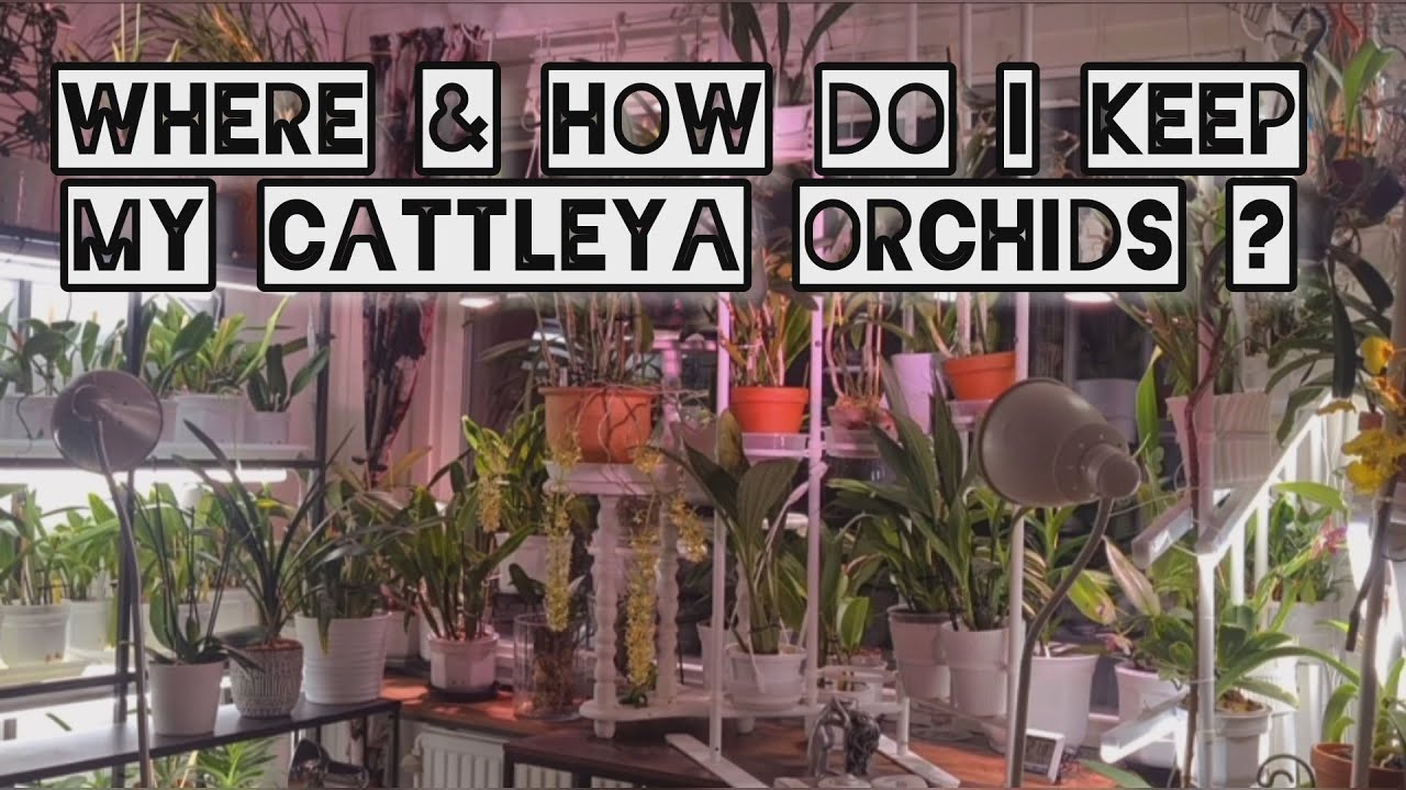 How and where I grow my cattleya orchids etc