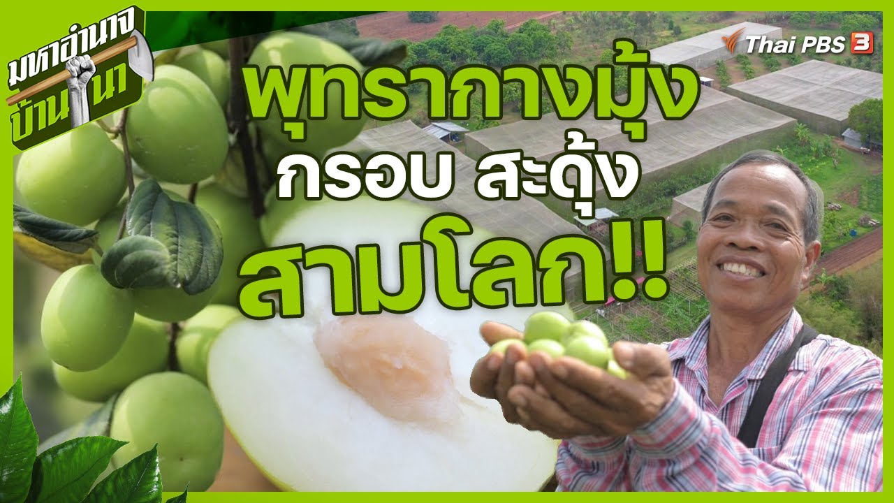 พุทรากางมุ้ง กรอบ สะดุ้งสามโลก | มหาอำนาจบ้านนา
