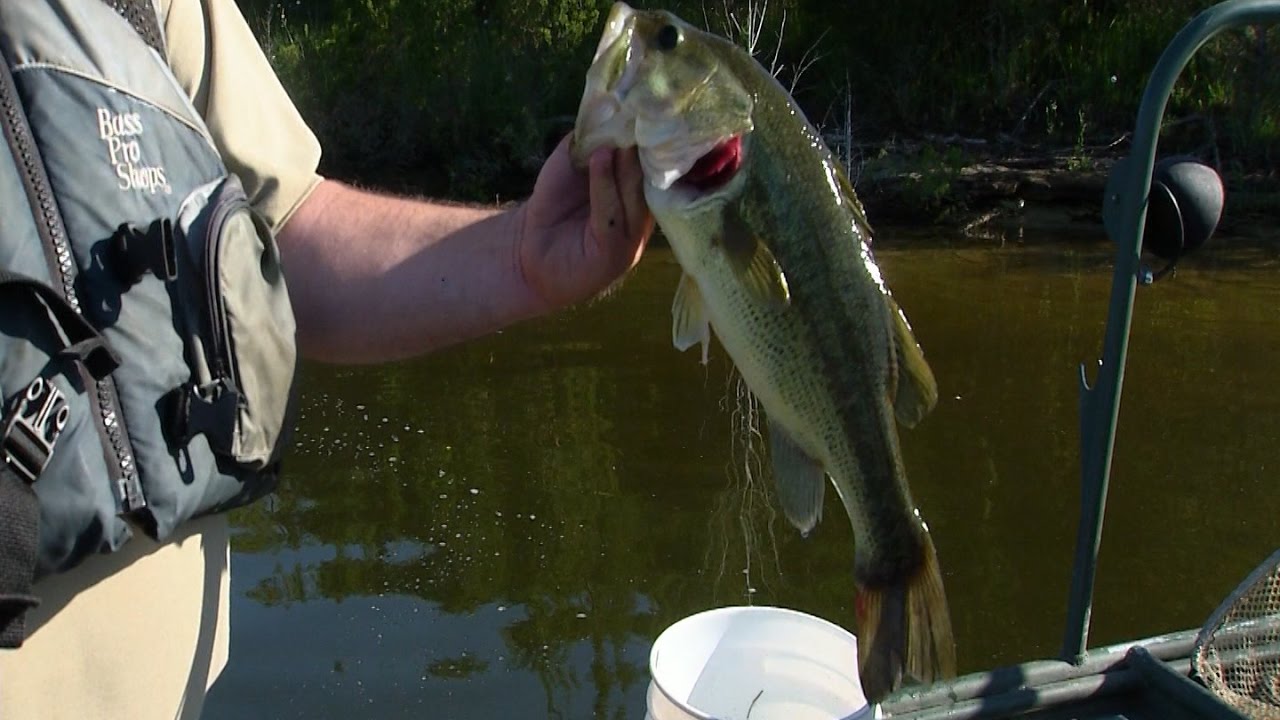 Shocking Fish on Cedar Creek Lake