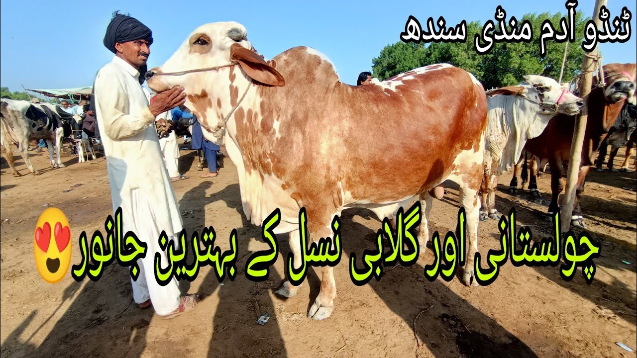 Tando Adam Cow Mandi |MSCATTLEFARM|