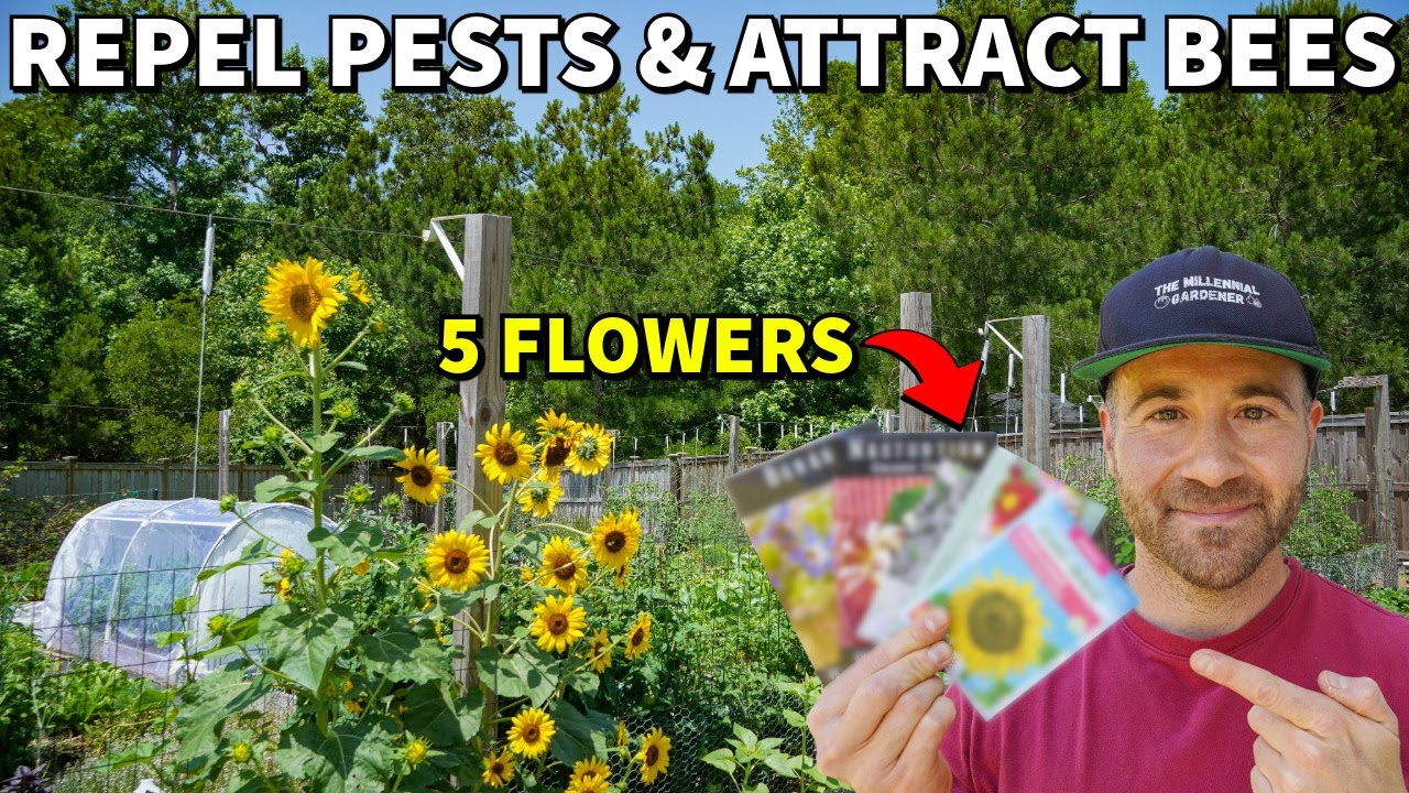 Plant These 5 Flowers To REPEL PESTS And ATTRACT POLLINATORS!