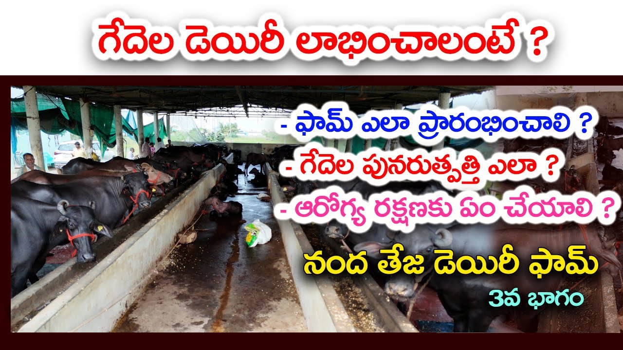 ఈ జాగ్రత్తలతో గేదెల డెయిరీలో విజయం || Best Tips in Murrah Buffalo Dairy Success || Karshaka Mitra