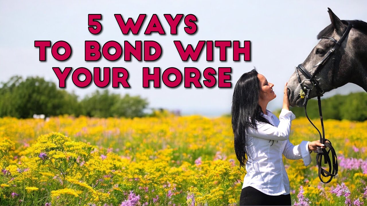 5 Ways to Bond with your Horse for a closer relationship