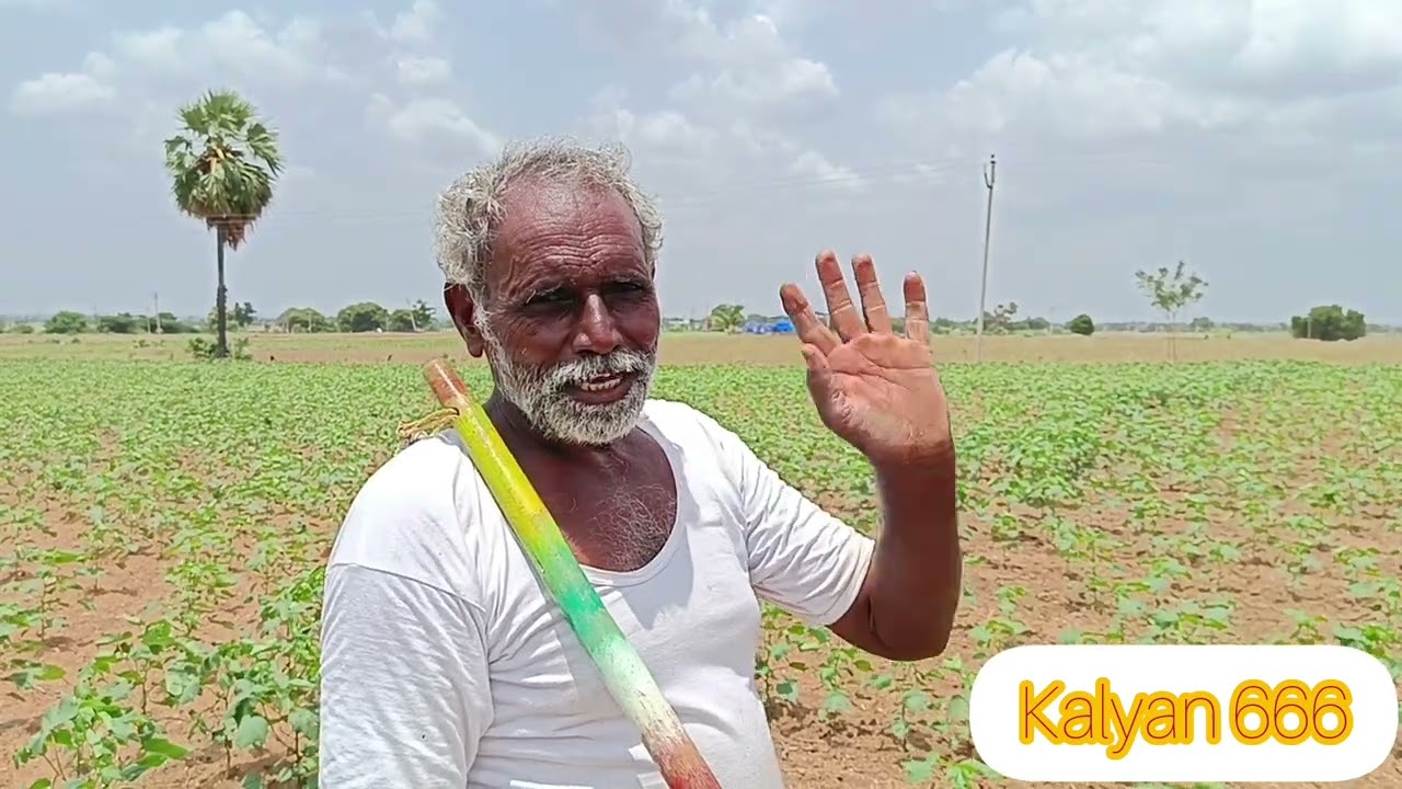 ఈ ఎద్దులు అమ్మకంలో ఉన్నాయి 🌾#youtubeshorts 